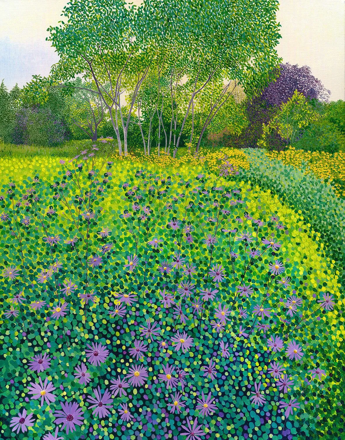 Asters at Wisley
